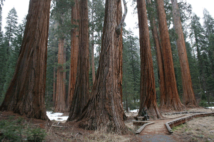 Sequoiadendron giganteum