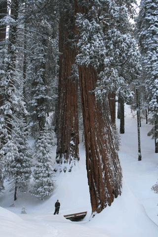 Sequoiadendron giganteum