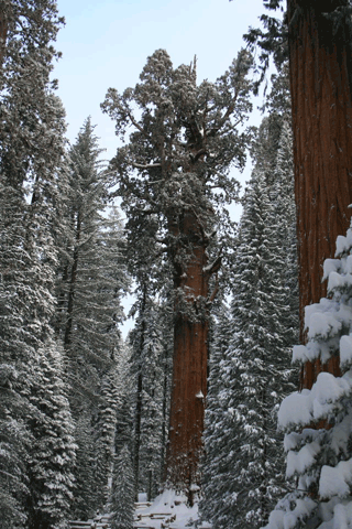 Sequoiadendron giganteum