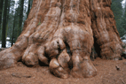 Sequoiadendron giganteum