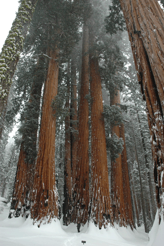 Sequoiadendron giganteum