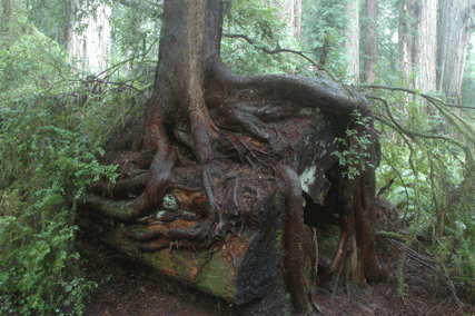 Sequoia sempervirens