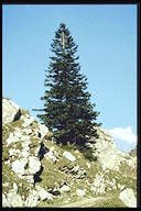 Picea abies