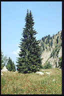 Picea abies