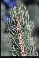 Picea schrenkiana