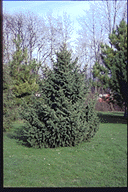 Picea schrenkiana