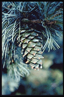 Pinus koraiensis