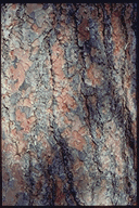 Pinus ponderosa scopulorum