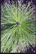 Pinus yunnanensis