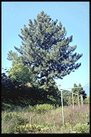 Pinus coulteri