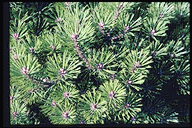 Pinus mugo pumilio