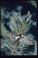 Pinus parviflora