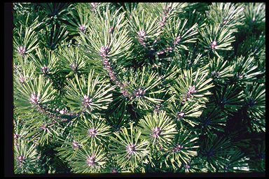 Pinus mugo pumilio