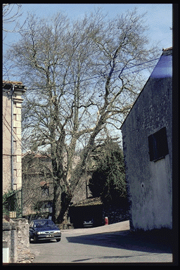 Platanus 207 years old