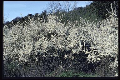 Prunus spinosa