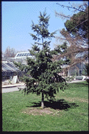 Pseudotsuga macrocarpa