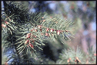 Pseudotsuga macrocarpa