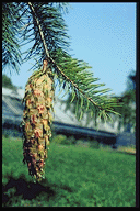 Pseudotsuga macrocarpa