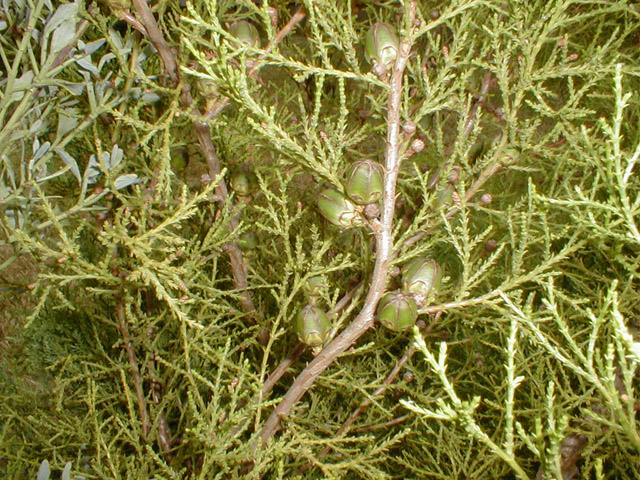 actinostrobus pyramidalis