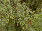 Cupressus bakeri