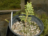 Libocedrus uvifera