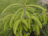 Picea brachytyla