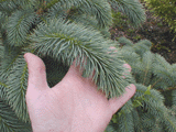 Picea chihuahuana