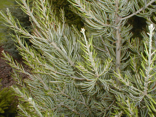 Parry Pinyon