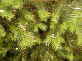 Torreya californica