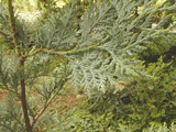 Thuja koraiensis