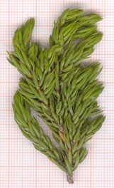 Juniperus communis alpina