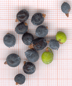 Juniperus communis alpina