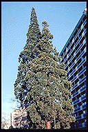 Sequoiadendron giganteum