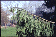 Taiwania cryptomerioides