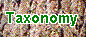 Taxonomy