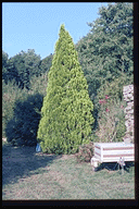 Thuja orientalis