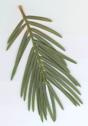 Torreya californica - leaves, lower side