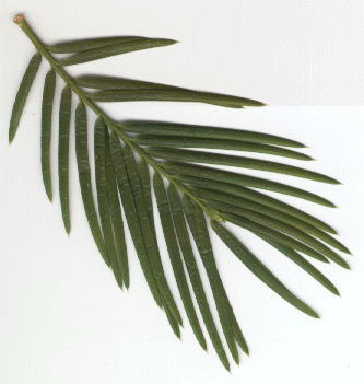 Torreya californica - leaves, upper side