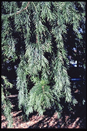 Torreya californica - drooping shoots