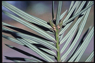 Torreya californica - leaves, lower side