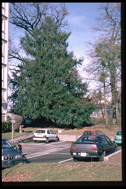 Torreya californica - mature tree